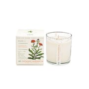 KOBO Plant the Box Catalan Calendula aromātiskā svece (10 unces / 283g)