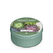 Kringle Candle Succulents aromātiskā sveces aromātiskā svece (42 g)